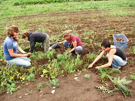 Hand-digging potatoes: All together now...