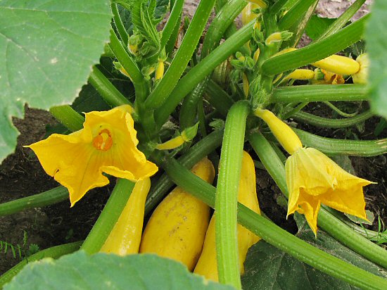 Early Crookneck summer squash