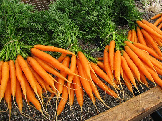 Freshly harvested Nelson carrots