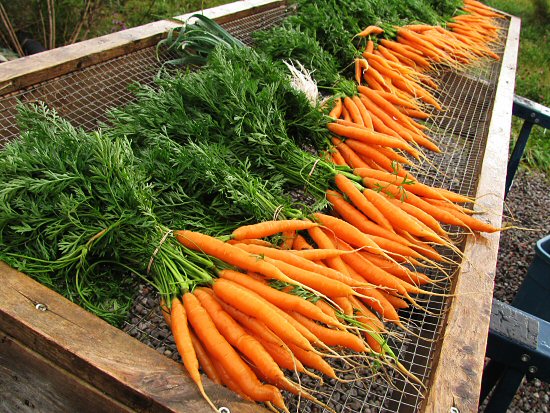 Carrots, rinsed and bundled