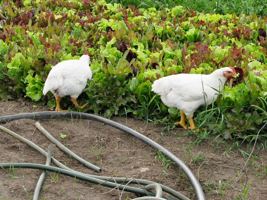 Chickens in the veggie garden