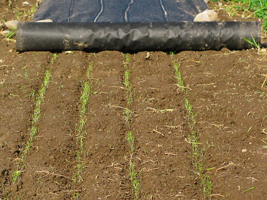 Carrot germination under landscape fabric