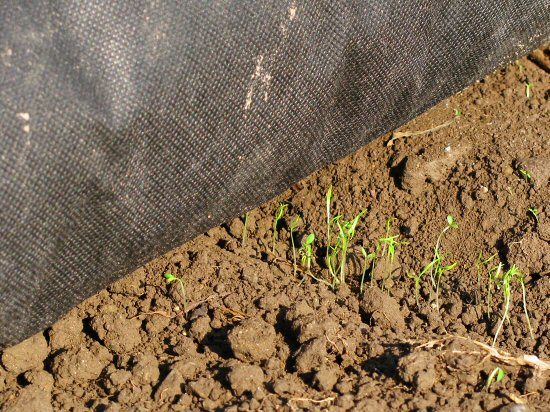 Dense carrot germination from Earthway seeder