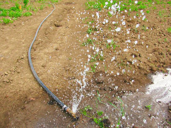 Irrigation: setting up water pipe in the field