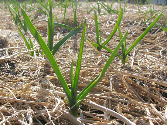 Garlic in early April