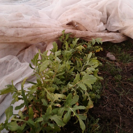 arugula-survives-freezing-early-march