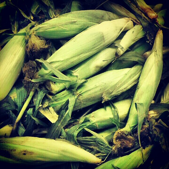 Early sweet corn