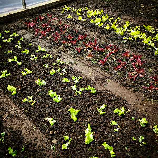 Lettuce transplants in the greenhouse