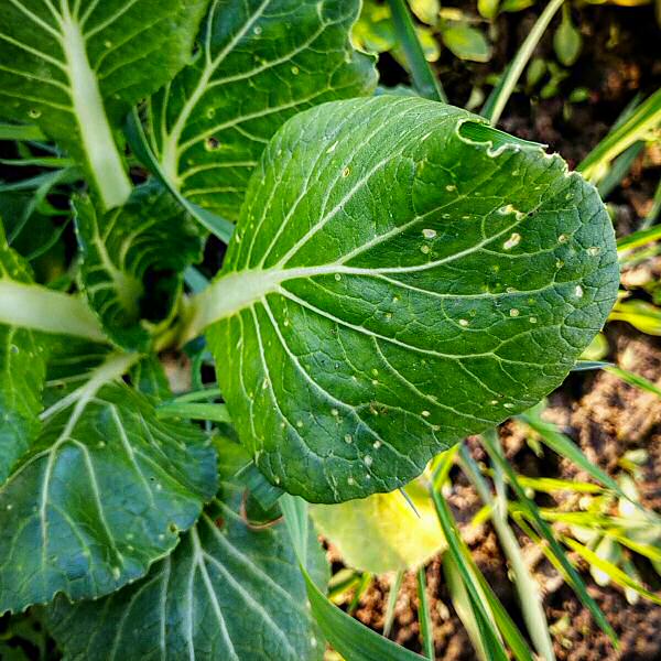 Bok choi vs flea beetle