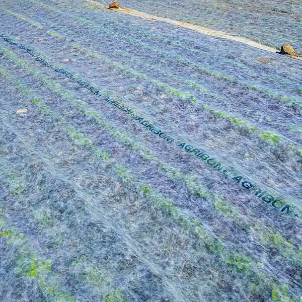 Brassica greens under row cover