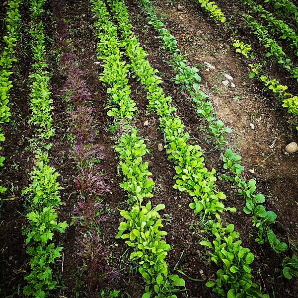 First brassica greens from the field