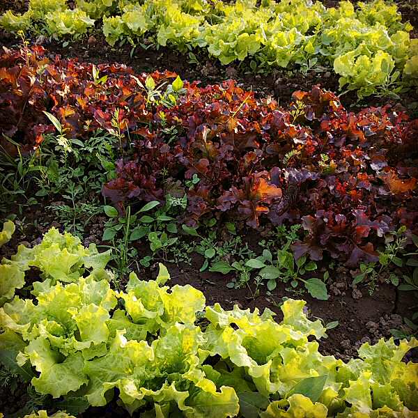 Greenhouse lettuce