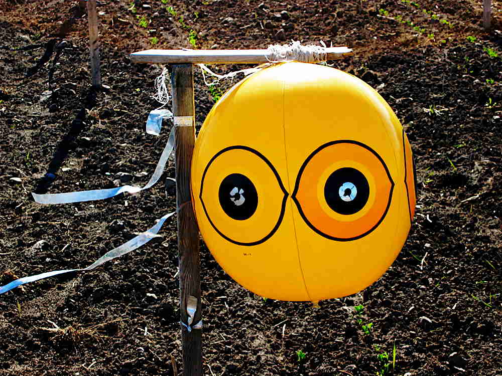 Scary? An inflatable bird deterrent ball.