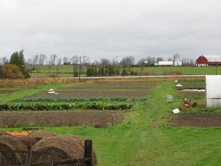 Field in fall