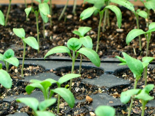 Eggplant true leaves