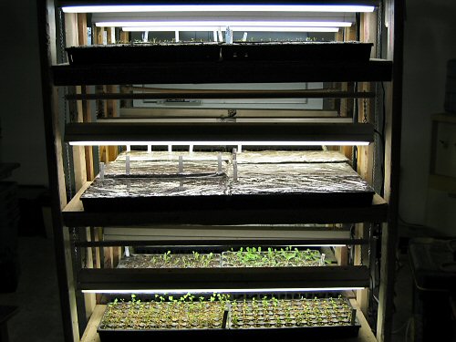 Grow racks at night