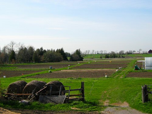 Clear spring field