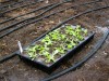 Lettuce in the greenhouse