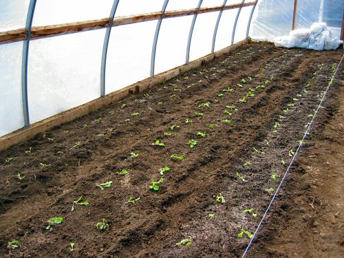 Lettuce transplanted