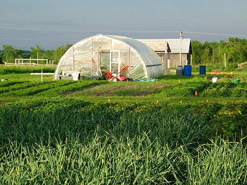 Field and hoophouse