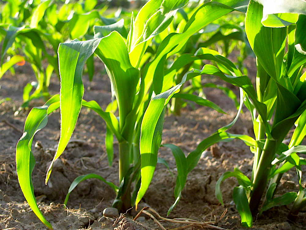 Young sweet corn