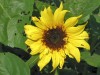 First sunflowers