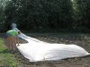 Row covering summer squash risk crop