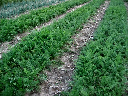 Second planting of carrots