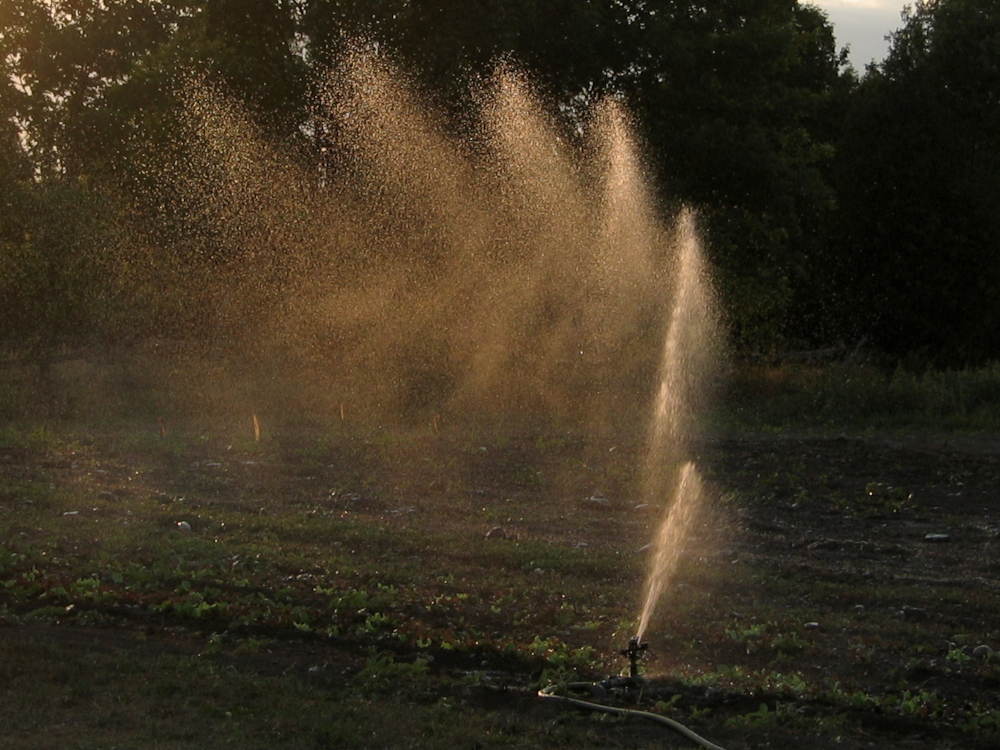 Evening sprinkler action