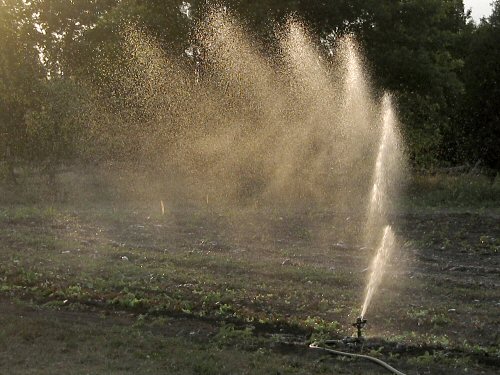 Evening sprinkler action