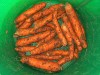 Carrots in a bucket