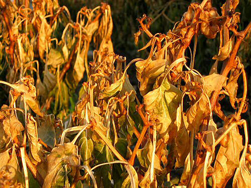 Frost-killed sweet peppers