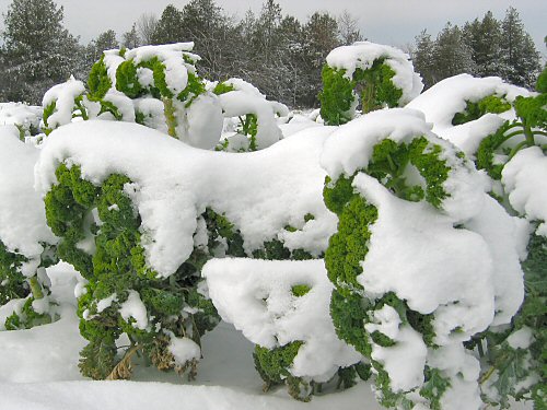 Kale under snow