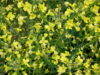 Broccoli flowers