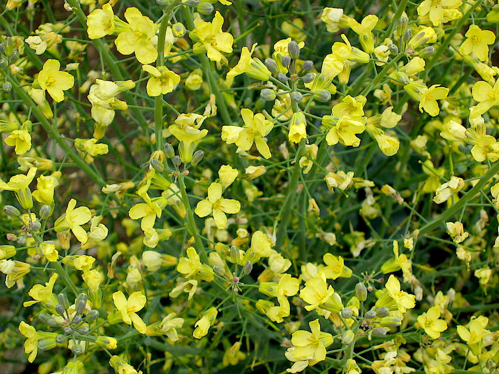 Broccoli flowers