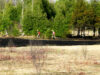 Grassfire and firemen