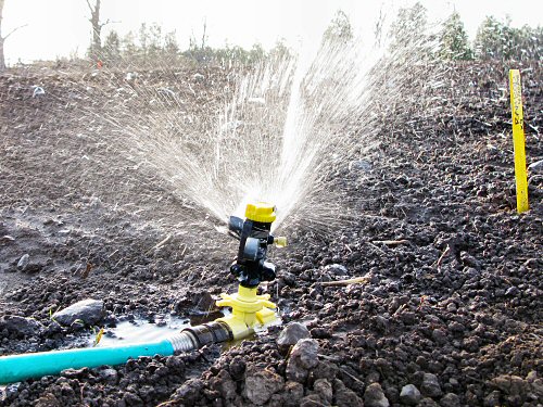 Watering in with a sprinkler