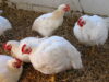 Chickens: Frey's vs White Rock