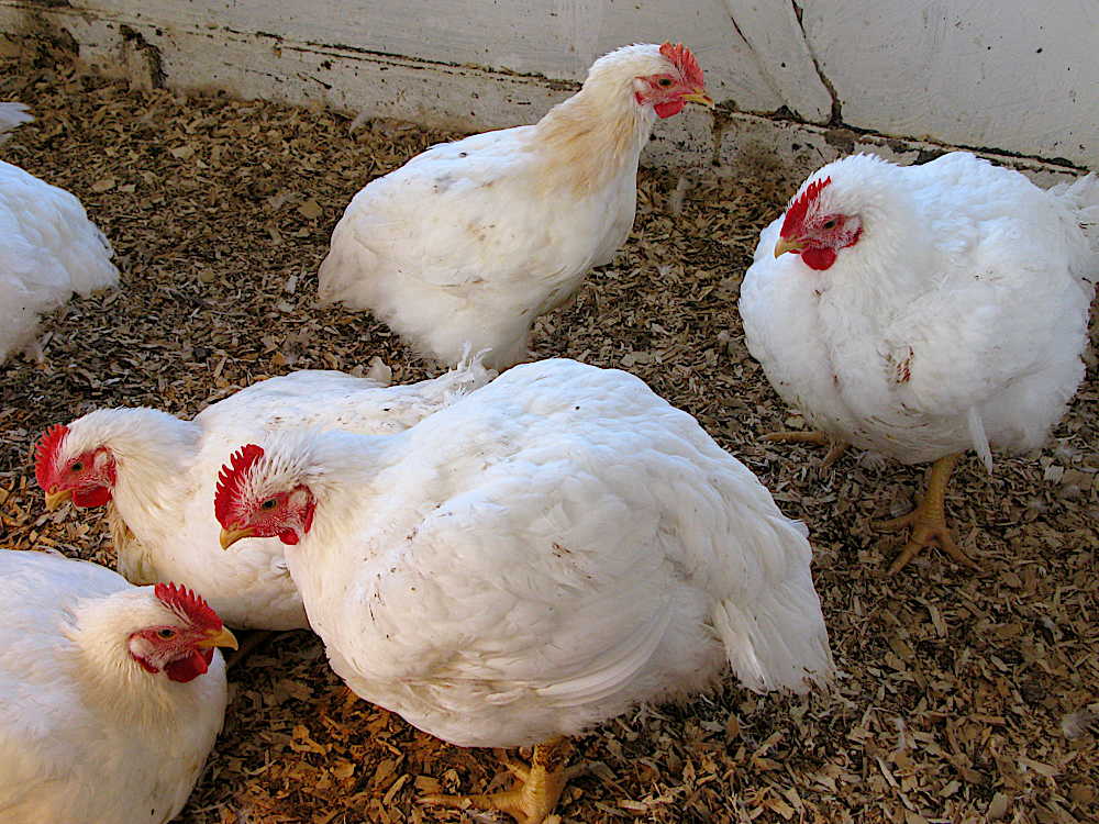 Chickens: Frey's vs White Rock