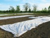 Row cover on spring transplants