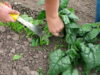 Spinach cutting close-up
