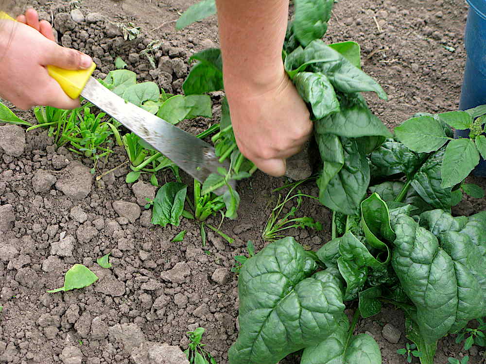 Spinach cutting close-up