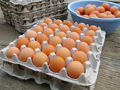 Fantastic egg tray technology! - Tiny Farm Blog