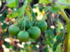 Potato fruit on Chieftain variety