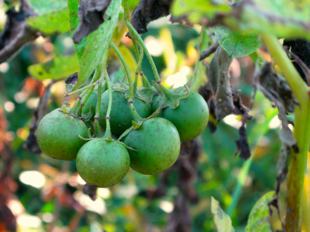 Potato fruit on Chieftain variety