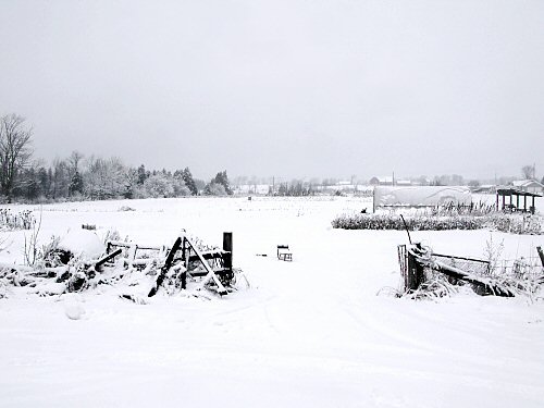 Snowy market garden in November