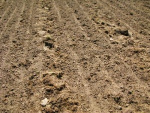 Direct Seeding Tiny Farm Blog