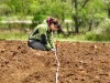 Measuring and staking garden sections