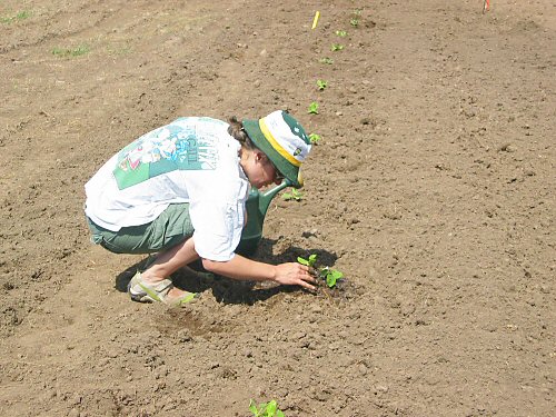 Hand-tending pumpkin transplant