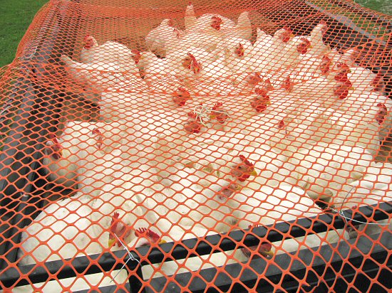 Chickens in trailer at processing house